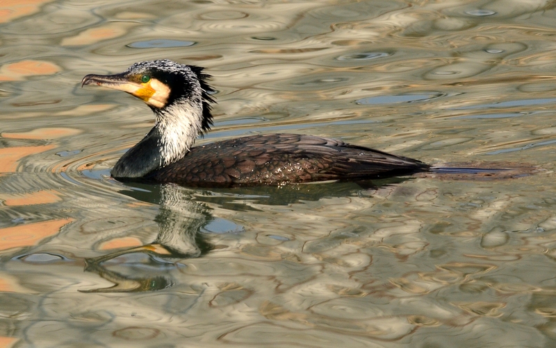 Cormorano Punk